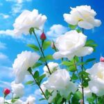 صدام کن که دوباره بشم عاشق عاشق هایده