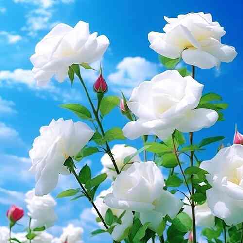 صدام کن که دوباره بشم عاشق عاشق هایده