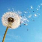 دانلود آهنگ قاصدک مجید غلامعلیان