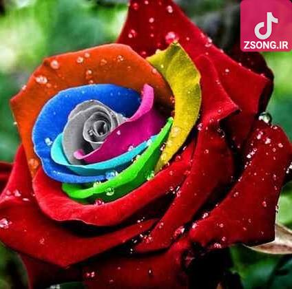 دانلود آهنگ باور کن گوگوش