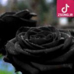 دانلود آهنگ الهه ابره پاره پاره
