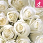 دانلود آهنگ الهه یاس سپید