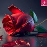 دانلود آهنگ عزیزترین فتانه دانلود آهنگ عزیزترین فتانه