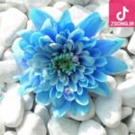 دانلود آهنگ گوگوش مرداب / آرزو داشتم برم تا به دریا برسم