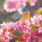 دانلود آهنگ عطر نگاه حمیرا