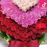 دانلود آهنگ مرضیه بت چین / من از تو دوری نتوانم دگر وز تو صبوری نتوانم دگر عزیز دلم