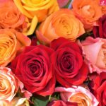 دانلود آهنگ نوش آفرین گل های کابل / روشنی سازه شبه تارم تویی