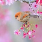 دانلود آهنگ پرنده سیمین غانم