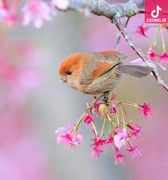 دانلود آهنگ پرنده سیمین غانم