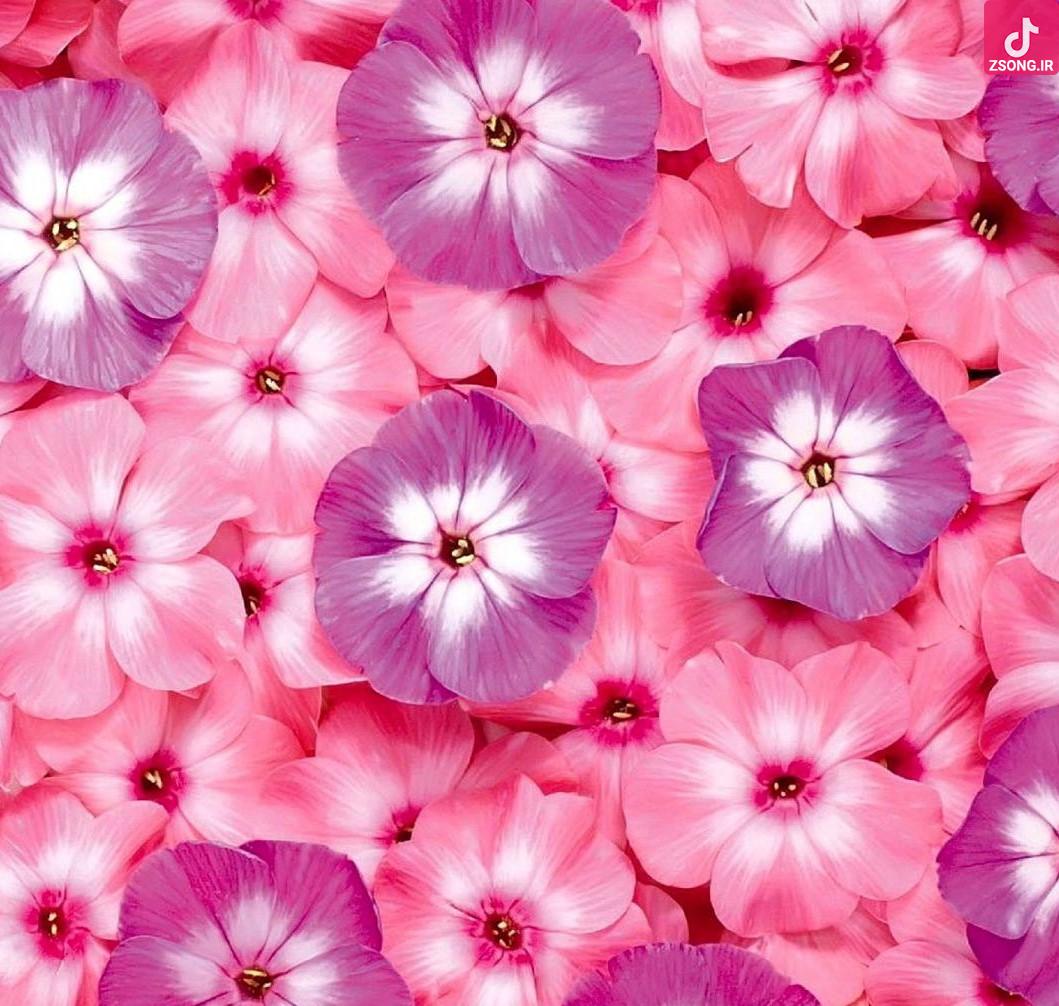 دانلود آهنگ سوسن خوش به حال مستان / خوش به حاله دیونه که همیشه خندونه