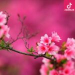 دانلود آهنگ دلکش آمد نو بهار / ای گل در چمن بیا با من پُر کن از گل چمن دامن