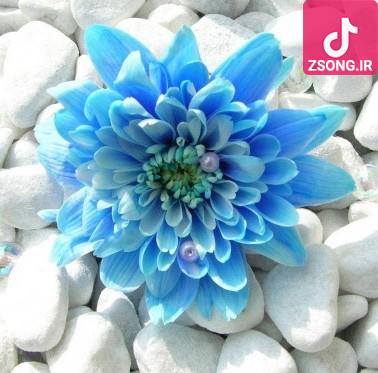 دانلود آهنگ گوگوش غریبه آشنا / تو از شهر غریبه بی نشونی اومدی