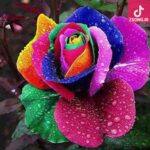 دانلود آهنگ حمیرا هجران / کجایی ای که خندانم زوصلت دوش می دیدی