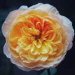 دانلود آهنگ مرجان خونه خالی خونه غمگین خونه سوتو کور بی تو دانلود آهنگ مرجان خونه خالی خونه غمگین خونه سوتو کور بی تو