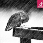 دانلود آهنگ مرجان پرنده تنها / دیگه دنیا برامون تنگ نمی شد