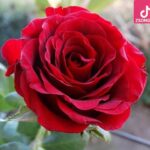 دانلود آهنگ نوش آفرین گل سرخ / وقتی گل سرخ آوردی برام بوی گل سرخ گرفت سر تا پام