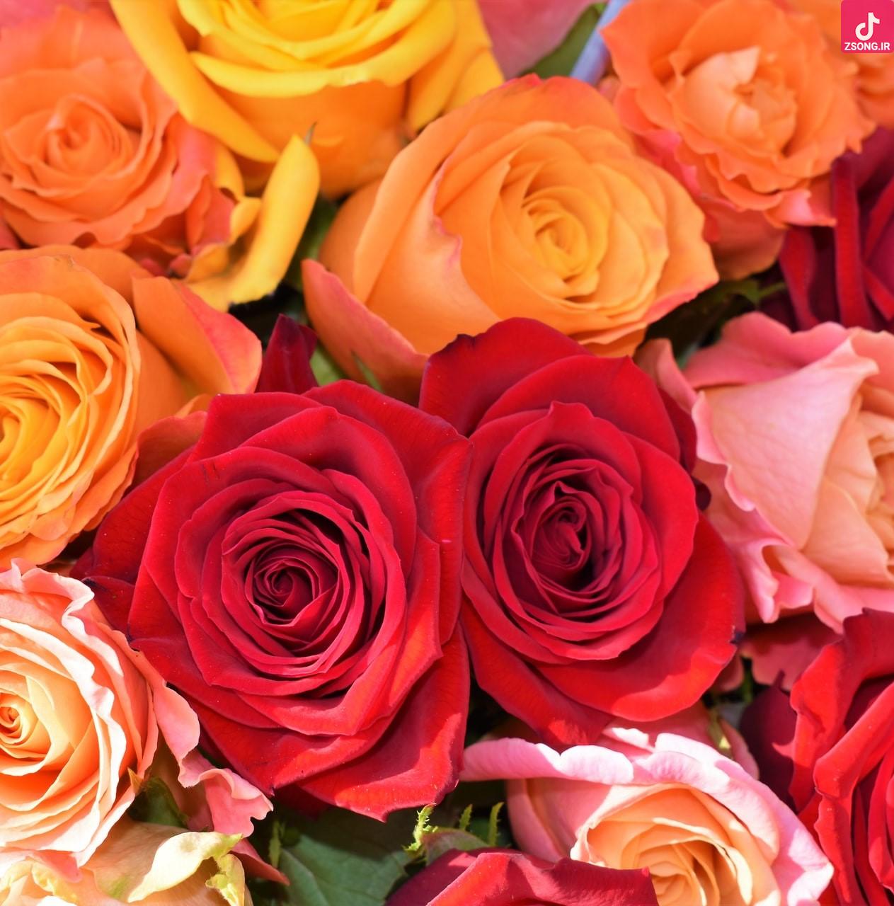 دانلود آهنگ نوش آفرین کاشکی که یاره من بشی تو روزگاره من بشی دانلود آهنگ نوش آفرین کاشکی که یاره من بشی تو روزگاره من بشی