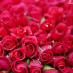دانلود آهنگ نوش آفرین نازنین عاشق به دیدارم بیا که لاله لاله گلنارو به گلزار می‌برم
