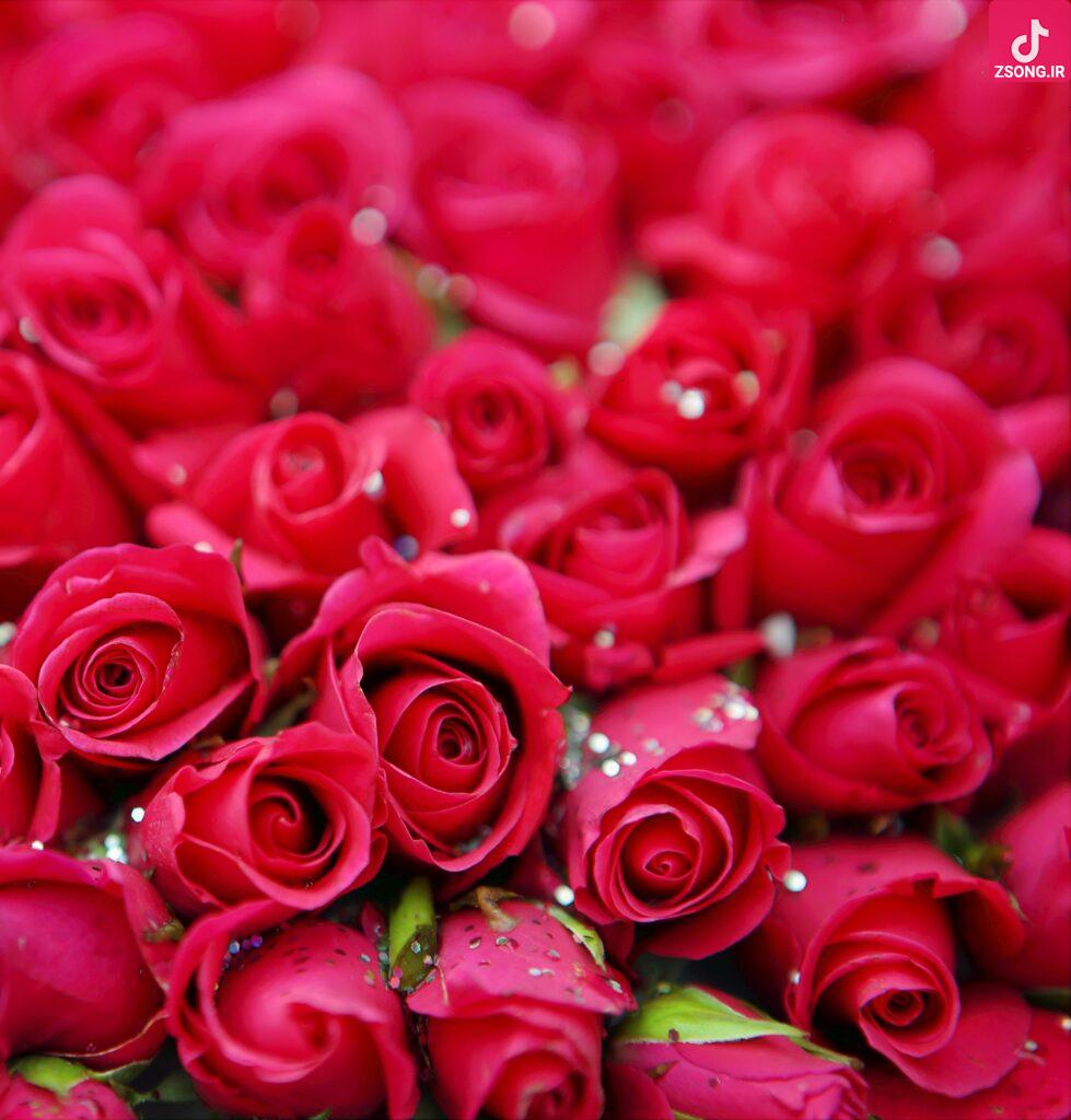 دانلود آهنگ نوش آفرین نازنین عاشق به دیدارم بیا که لاله لاله گلنارو به گلزار میبرم دانلود آهنگ نوش آفرین نازنین عاشق به دیدارم بیا که لاله لاله گلنارو به گلزار میبرم