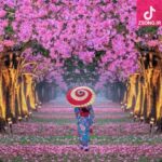 دانلود آهنگ پوران شکوفه ها / وقتیکه شکوفه ها رقص بهاری میکنن دانلود آهنگ پوران شکوفه ها / وقتیکه شکوفه ها رقص بهاری میکنن