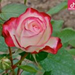 دانلود آهنگ رامش وسوسه / نمی گم از دوری قلب دو عاشق نمیگم از گریه و صدای هق هق