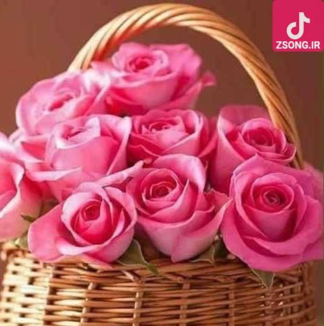 دانلود آهنگ شکیلا خشم مکن / کار دلم به جان رسد کارد به استخوان رسد