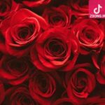 دانلود آهنگ شکیلا صنما / سخنی که ز دل نرود به زبان بدر آ