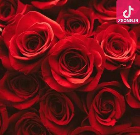 دانلود آهنگ شکیلا یا محمد یا علی / به داد برس یا محمد به داد برس یا علی دانلود آهنگ شکیلا یا محمد یا علی / به داد برس یا محمد به داد برس یا علی