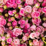 دانلود آهنگ شهره اصرار می کنی نرو اصرار می کنی بمون لبخند می زنی به من گم می شه بغضمون