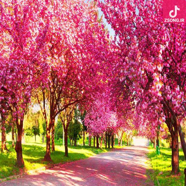دانلود آهنگ سیمین غانم آمد نوبهار / خندان لب شو همچو جامِ می