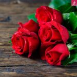 دانلود آهنگ هایده نوروز آمد پیروز آمد بهاران پیدا شد
