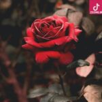 دانلود آهنگ هایده سوغاتی (ریمیکس)