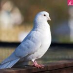 دانلود آهنگ مرضیه کبوتر وحشی / چون کبوترهای وحشی میگریزم از کنارت دانلود آهنگ مرضیه کبوتر وحشی / چون کبوترهای وحشی میگریزم از کنارت