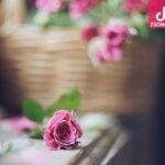 دانلود آهنگ نوش آفرین فرصت / بی تو شاعر بی غزل شد بی تو هر شعری دغل شد