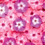 دانلود آهنگ سوسن آرزوی دل / ساز باوفای من همدمه تنهائی من