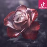 دانلود آهنگ گوگوش تسکین / قراری داری با بارون قراری داری با بارون