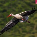 دانلود آهنگ سوسن لک لک {عمر آدم مثه اون لک لک پیره که رو شاخه درختا مثه یک برده اسیره}