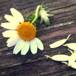 دانلود آهنگ مهستی کار زندگی / آه با عشق او به دنیا بسته شده وجودم