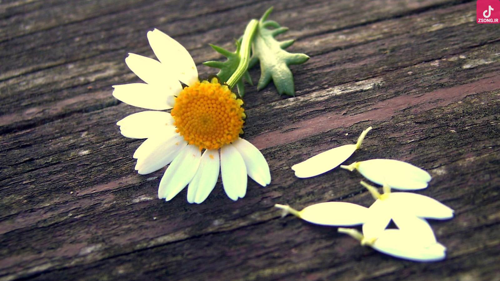 دانلود آهنگ مهستی کار زندگی / آه با عشق او به دنیا بسته شده وجودم