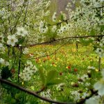 دانلود آهنگ مهستی عطر بهار / گفتی از لاله اون دشت های دور گفتی از قصه ….