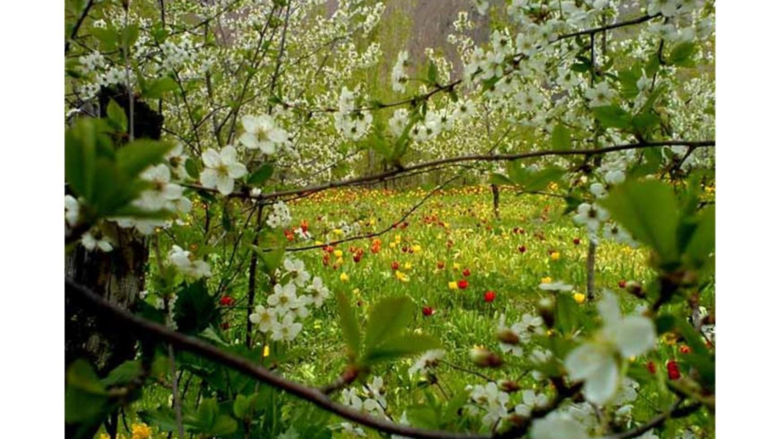 دانلود آهنگ مهستی عطر بهار / گفتی از لاله اون دشت های دور گفتی از قصه ....