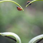 دانلود آهنگ هایده راوی / آورده خبر راوی کو ساقر و کو ساقی …