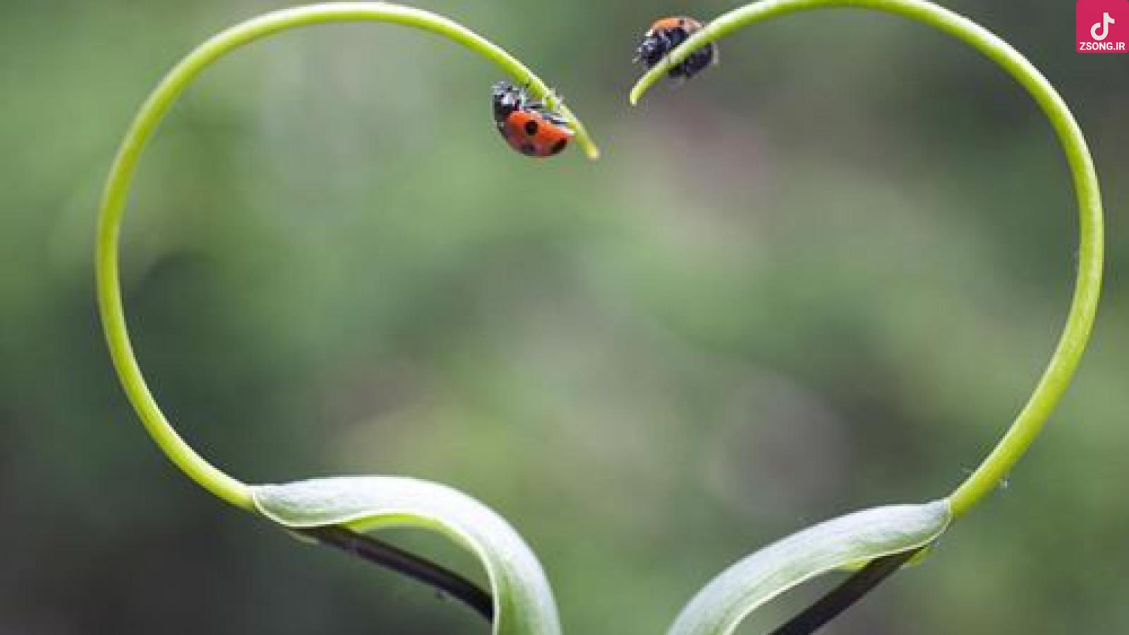 دانلود آهنگ هایده راوی / آورده خبر راوی کو ساقر و کو ساقی ...