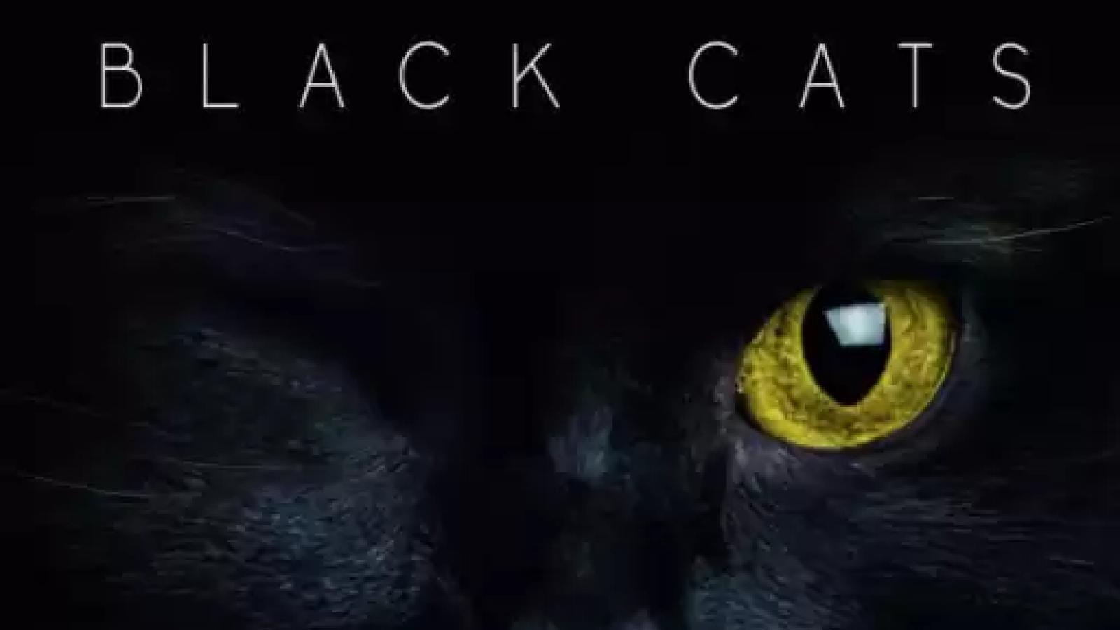  دانلود آهنگ بلک کتس چشمک / نکنه دیوونه بشی از عشق من بگذری