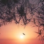 دانلود آهنگ الهه ساقی ای ساقی باز مستم و دیوونه