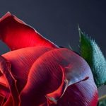 دانلود آهنگ فتانه عزیزترین / همین که دارمت برام عزیزه