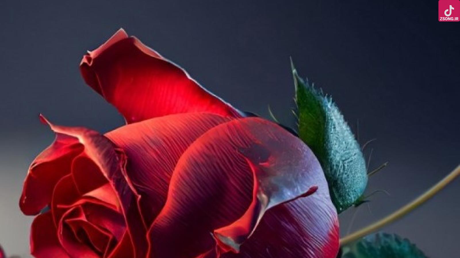 دانلود آهنگ فتانه عزیزترین / همین که دارمت برام عزیزه