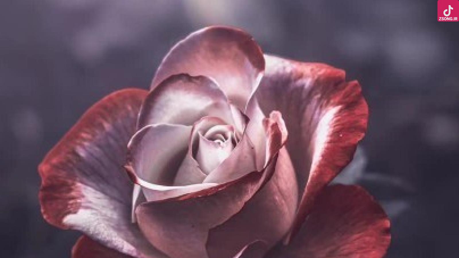 دانلود آهنگ گوگوش تسکین / قراری داری با بارون قراری داری با بارون