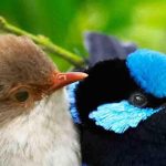 دانلود آهنگ لیلا فروهر دو تا پرنده هستیم رو شاخه های غربت نه اهل قصه گفتن نه خوندن و نه صحبت