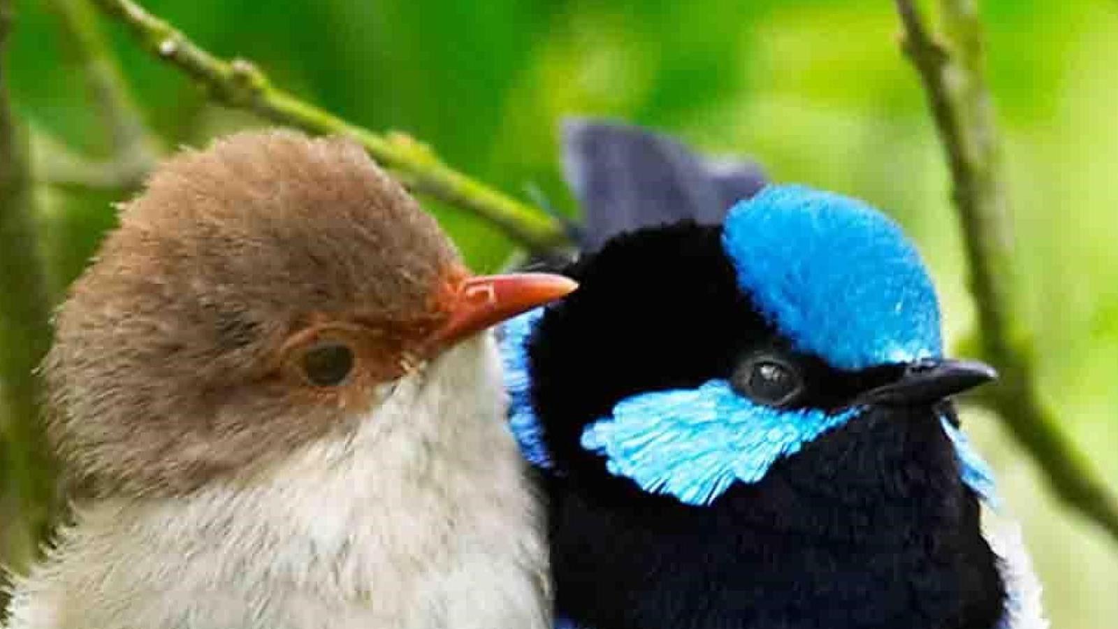 دانلود آهنگ لیلا فروهر دو تا پرنده هستیم رو شاخه های غربت نه اهل قصه گفتن نه خوندن و نه صحبت